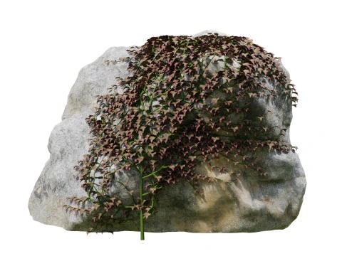 Партеноциссовый плющ на скале 3D Модель