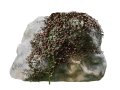 Parthenocissus Ivy on Rock 3D मॉडल