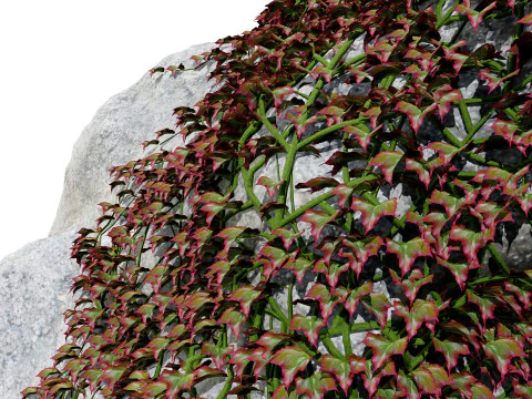 Parthenocissus Ivy on Rock 3D Model
