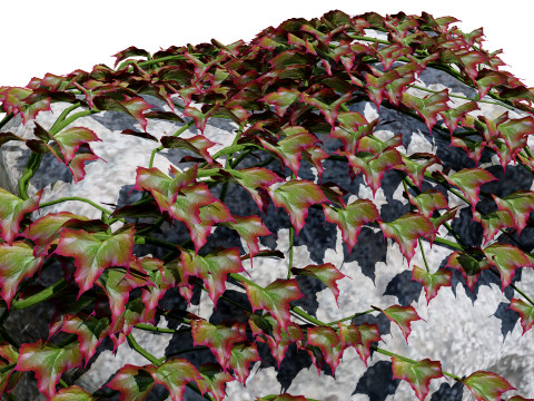 Parthenocissus Ivy on Rock 3D Model