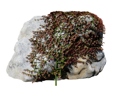 Parthenocissus Ivy on Rock 3D Model