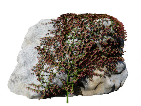 Parthenocissus Ivy on Rock 3D Model
