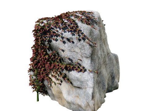 Parthenocissus Ivy on Rock 3D Model
