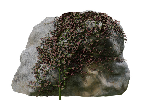 Parthenocissus Ivy on Rock 3D Model