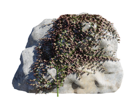 Parthenocissus Ivy on Rock 3D Model