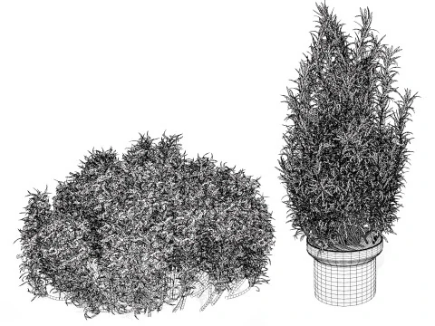 Potted rosmarinus officinalis plant 3D Model
