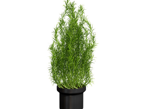 Potted rosmarinus officinalis plant 3D Model
