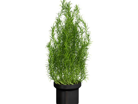 Potted rosmarinus officinalis plant 3D Model