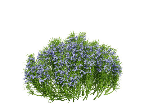 Potted rosmarinus officinalis plant 3D Model