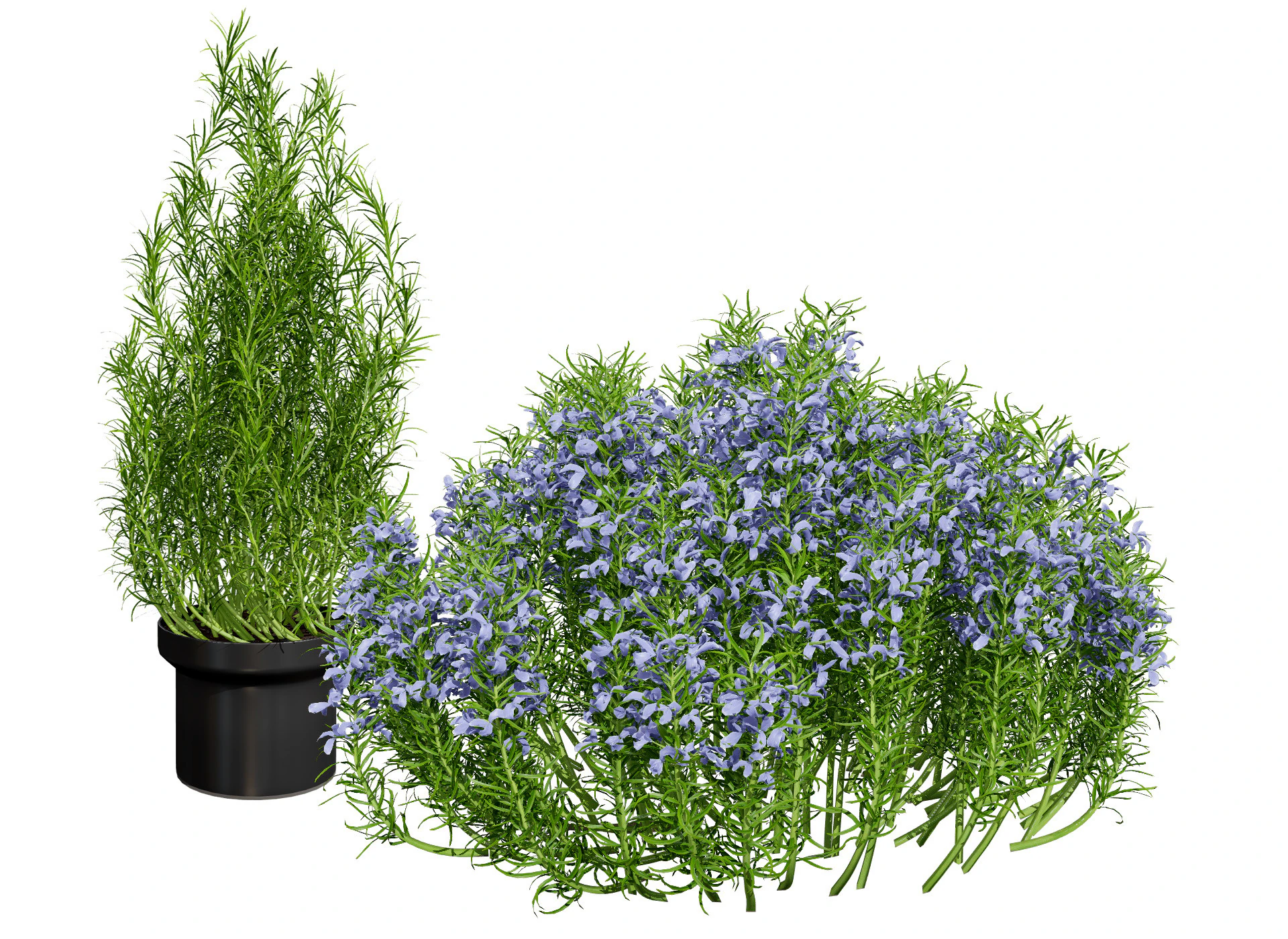Potted rosmarinus officinalis plant 3D Model .c4d .max .obj .3ds .fbx .stl .blend
