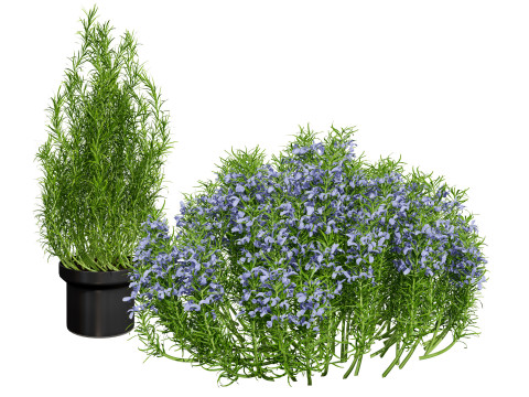 Potted rosmarinus officinalis plant 3D Model