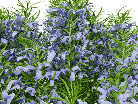 Potted rosmarinus officinalis plant 3D Model