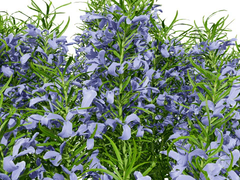 Potted rosmarinus officinalis plant 3D Model
