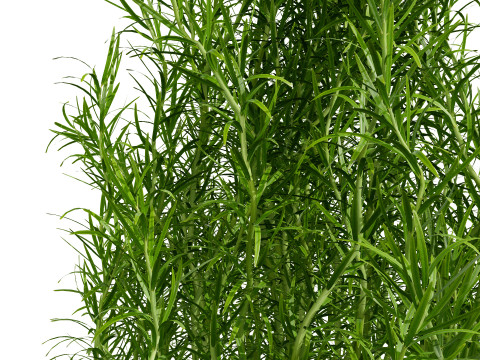 Potted rosmarinus officinalis plant 3D Model