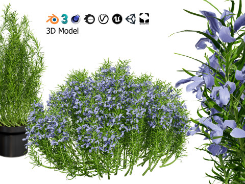 Potted rosmarinus officinalis plant 3D Model