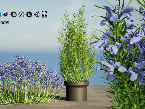 Potted rosmarinus officinalis plant 3D Model
