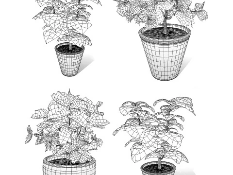 Potted Coleus Plant 3D Model