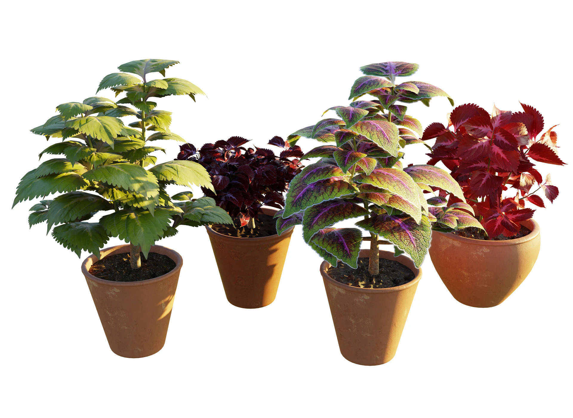 Potted Coleus Plant 3D Model .c4d .max .obj .3ds .fbx .stl .blend