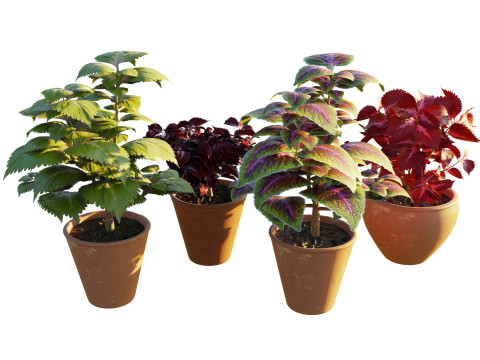 Potted Coleus Plant Modelo 3D