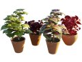 Potted Coleus Plant 3D Модель
