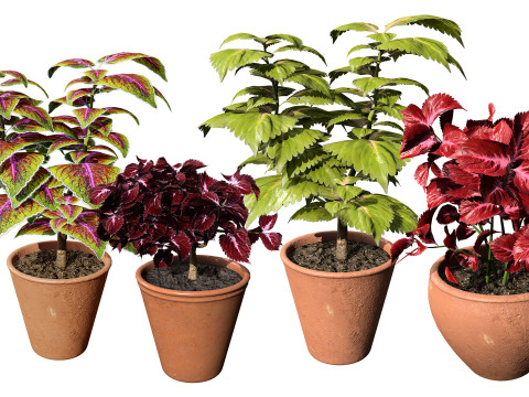Potted Coleus Plant Modelo 3D