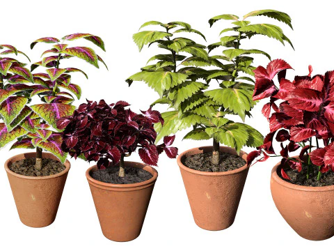Potted Coleus Plant 3D Model