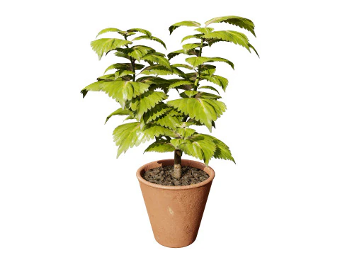 Potted Coleus Plant 3D Model