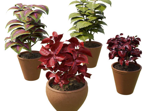 Potted Coleus Plant 3D Model