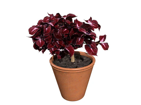 Potted Coleus Plant 3D Model