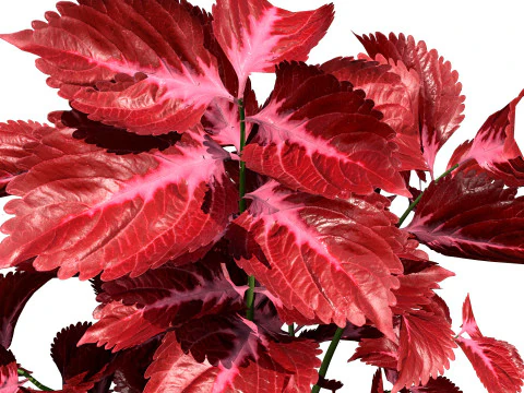 Potted Coleus Plant 3D Model