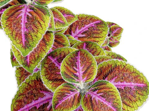 Potted Coleus Plant 3D Model