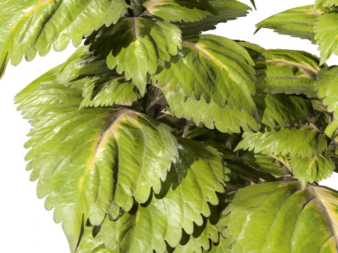 Potted Coleus Plant 3D Model