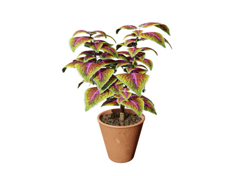 Potted Coleus Plant 3D Model