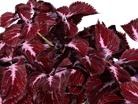 Potted Coleus Plant 3D Model