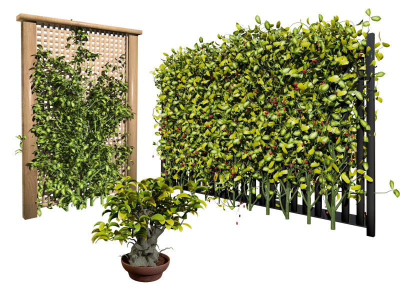 Kadsura japonica 3D 모델 .c4d .max .obj .3ds .fbx .stl .blend 
