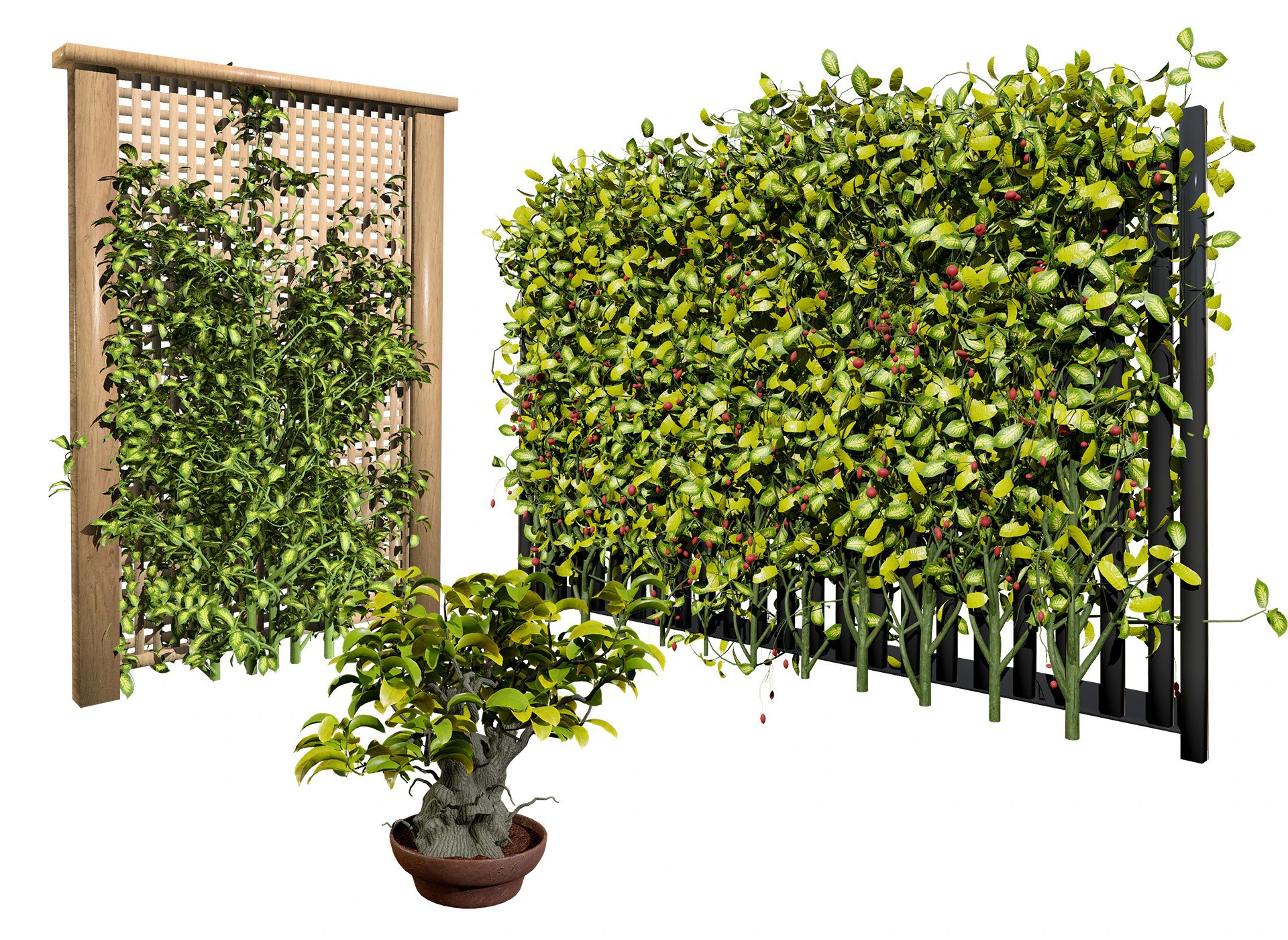 Kadsura japonica 3D Model .c4d .max .obj .3ds .fbx .stl .blend 