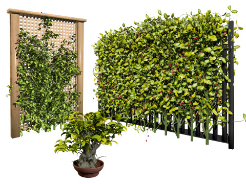 Kadsura japonica 3D मॉडल