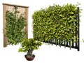 Kadsura japonica 3D मॉडल