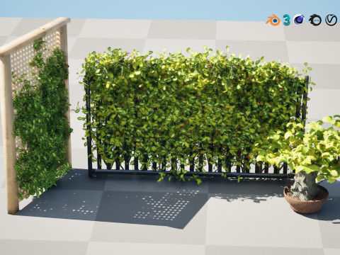 Kadsura japonica 3D 모델