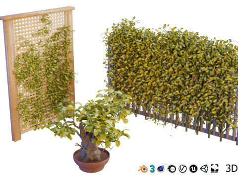 Kadsura japonica 3D 모델