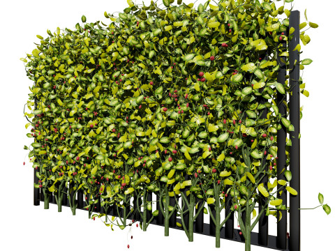 Kadsura japonica 3D 모델