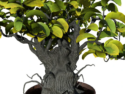Kadsura japonica 3D Model