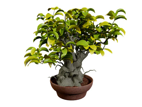 Kadsura japonica 3D Model