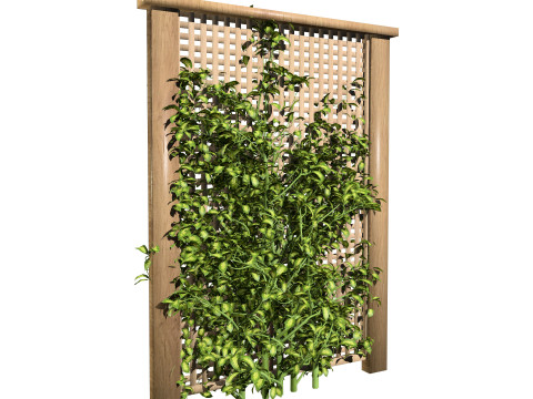 Kadsura japonica 3D 모델