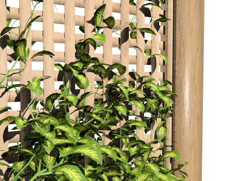 Kadsura japonica 3D 모델