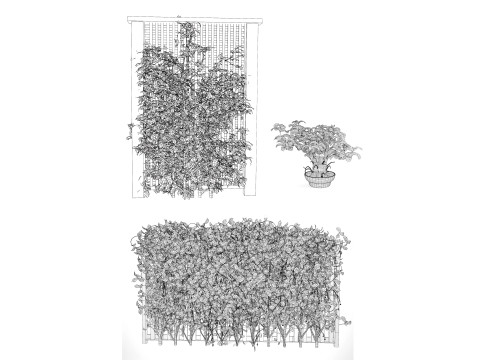 Kadsura japonica 3D 모델