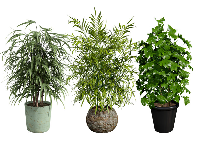 Palm Tree Potted Models 3Dモデル .c4d .max .obj .3ds .fbx .stl .blend 