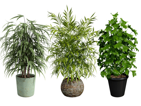 Palm Tree Potted Models 3Dモデル