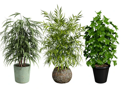 Palmiye Ağacı Saksı Modelleri 3D Model