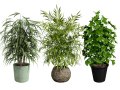 Palm Tree Potted Models Modèle 3D